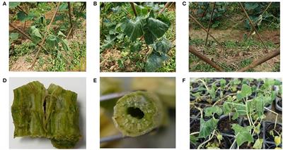 Identification and Genetic Characterization of Ralstonia solanacearum Species Complex Isolates from Cucurbita maxima in China